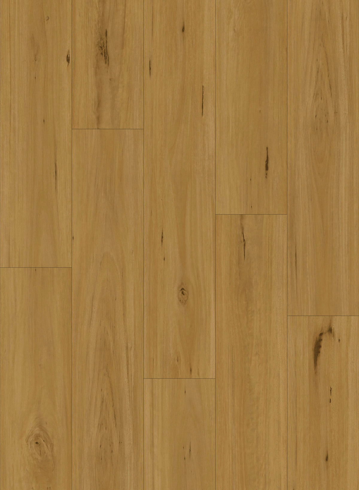 BLACKBUTT HYBRID