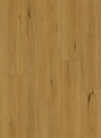 BLACKBUTT HYBRID
